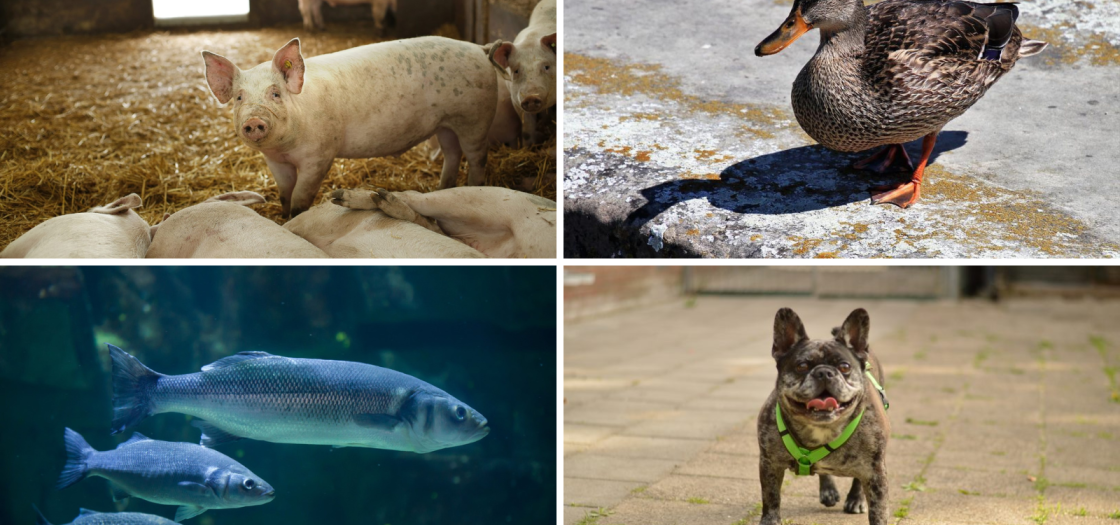 Het Dierendebat 2025