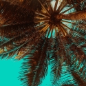 zomer reces palm